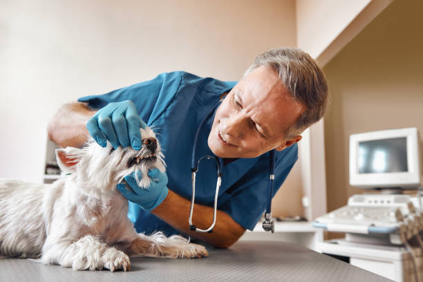 Best 24-Hour Emergency Dentist in Lockney, TX